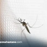 sivrsinek kasintisi yarasi avicenna